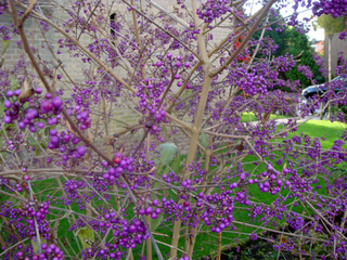 Callicarpa bodinieri