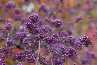 Callicarpa bodinieri 'Profusion'