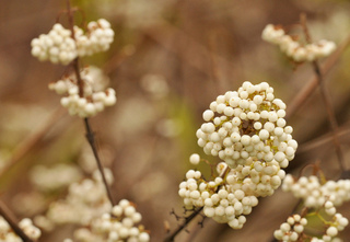 Callicarpa japonica
