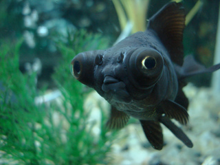 Carassius auratus - Dark Moor