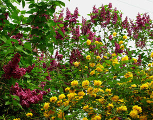 Corête du Japon et lilas