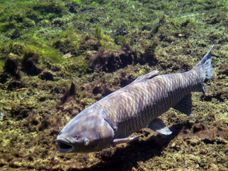 Ctenopharyngodon idella (Amour blanc)