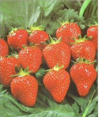 LES FRUITS COMMENÇANT PAR F Fraise-cigoulette