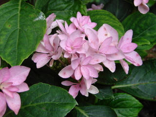 Une floraison particulièrement longue et colorée