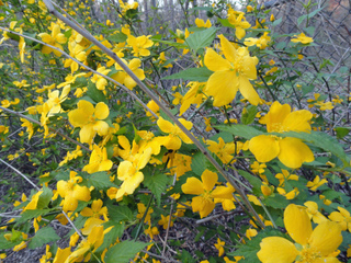 Kerria japonica - Fleurs simples