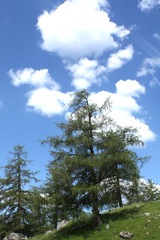 Larix decidua - Eté