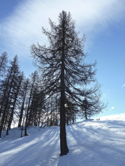 Larix decidua - Hiver