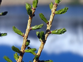 Larix decidua - Printemps