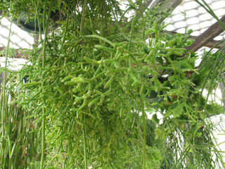 Rhipsalis cereuscula : cactus épiphyte