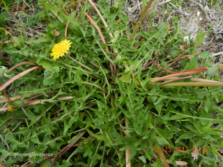 Pissenlit - Taraxacum officinale