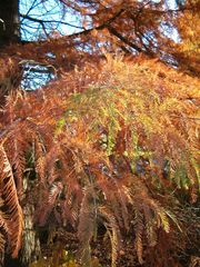Taxodium distichum - Feuillage en automne