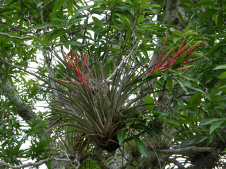 Tillandsia épiphyte dans son milieu naturel