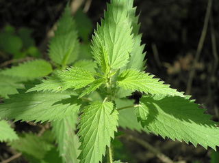 Grande ortie - Urtica dioica