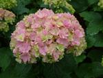 Hydrangea macrophylla You&Me 'Together'