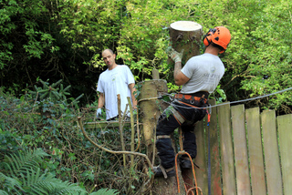 Abattage d'un arbre gênant