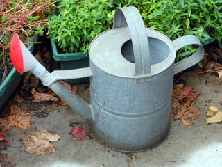 Arrosez généreusement lors de la plantation