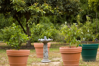 Agrumes en pots