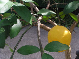 Citronnier