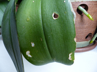 Dégats limaces ou escargots sur orchidée phalaenopsis