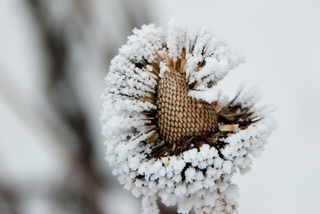 Echinacée - Givre