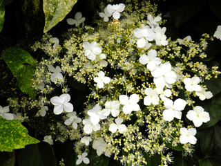 Fleurs d'hortensia grimpant