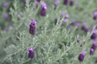 Lavandula stoechas