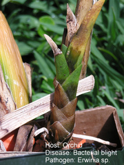 Maladie bactérienne sur orchidée - Erwinia