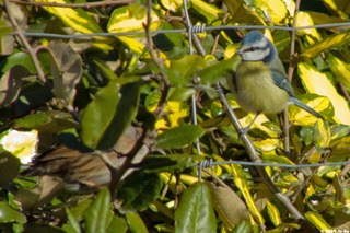Mésange bleue et accenteur mouchet
