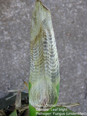 Maladie cryptogamique sur orchidée