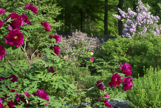 Paeonia suffruticosa - Massif