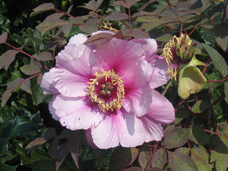 Paeonia suffruticosa