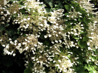 Schizophragma hydrangeoides