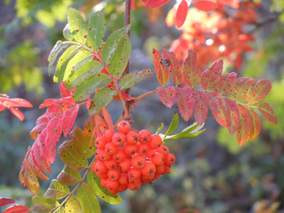 Sorbus aucuparia, sorbier