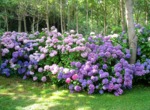 Haie d'hortensias (Hydrangea macrophylla)