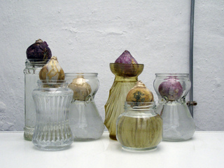 Bulbes de jacinthes sur vases de forçage