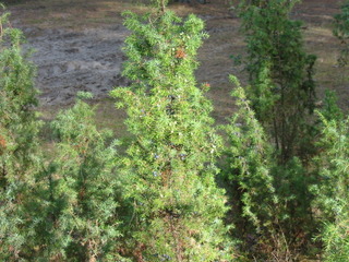 Juniperus communis