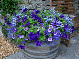 Lobelia erinus et pétunias