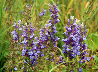 Lobelia siphilitica