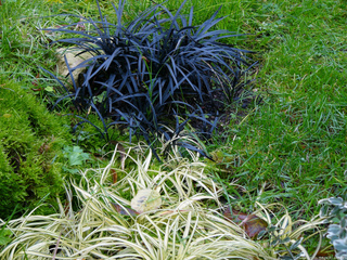 Ophiopogon planiscapus 'Nigrescens'