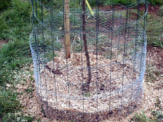 paillage et protection du jeune arbre
