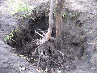 Plantation racines nues