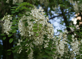 Robinier (Robinia pseudoacacia)