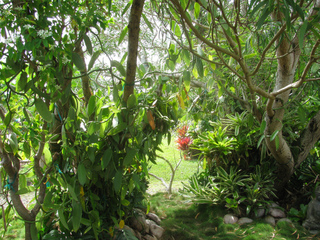 Vanilla planifolia