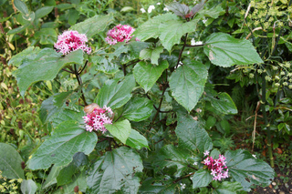 Clerodendrum bungei