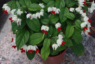 Clerodendrum thomsoniae