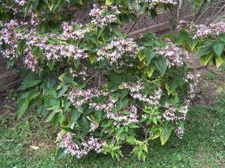 Clerodendrum trichotomum
