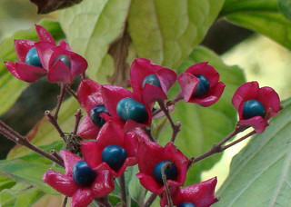 Clerodendrum trichotomum - Baies