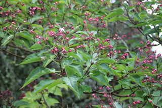 Clerodendrum trichotomum