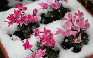 Cyclamen sous la neige