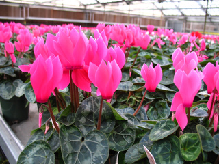 Cyclamens produits sous serre